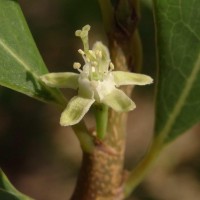 Erythroxylum monogynum Roxb.